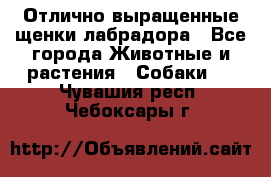 Отлично выращенные щенки лабрадора - Все города Животные и растения » Собаки   . Чувашия респ.,Чебоксары г.